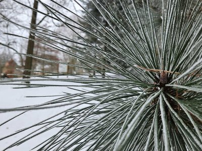 Pinus coulteri borovice Coulterova - jíní